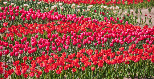 Group of red tulips in the park.