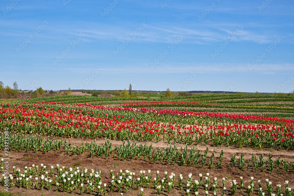 Selective focus row of multi colour tulip in the field, Line of colourful flowers in the farm, Tulips are a genus of perennial herbaceous bulbiferous geophytes, Nature floral background