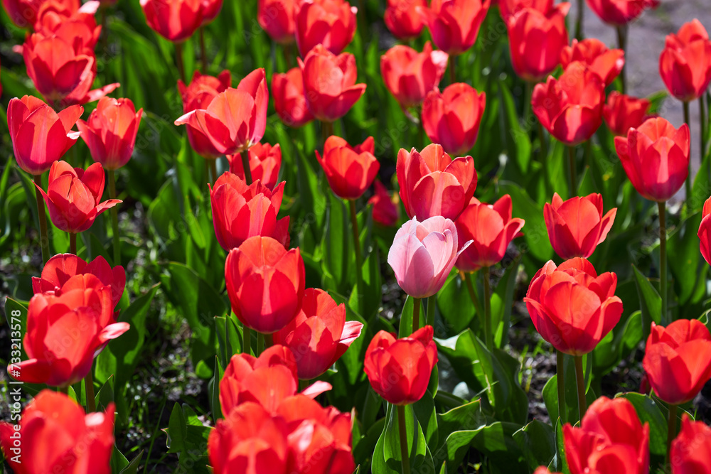Group of red tulips in the park.