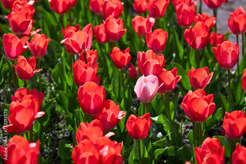 Group of red tulips in the park.