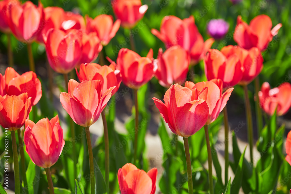 Blooming Goland tulips. Field of multicolored tulips close-up as a concept of holiday and spring. Lawn with flowers with space for text and copy space.