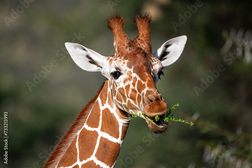Photography reticulated giraffe only find in Samburu national park, Kenya