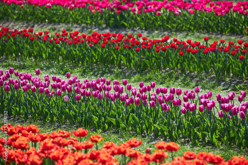 Selective focus row of multi colour tulip in the field, Line of colourful flowers in the farm, Tulips are a genus of perennial herbaceous bulbiferous geophytes, Nature floral background © Ryzhkov Oleksandr
