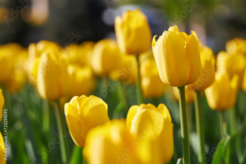 Spring blossoming yellow tulips  bokeh flower background  selective focus