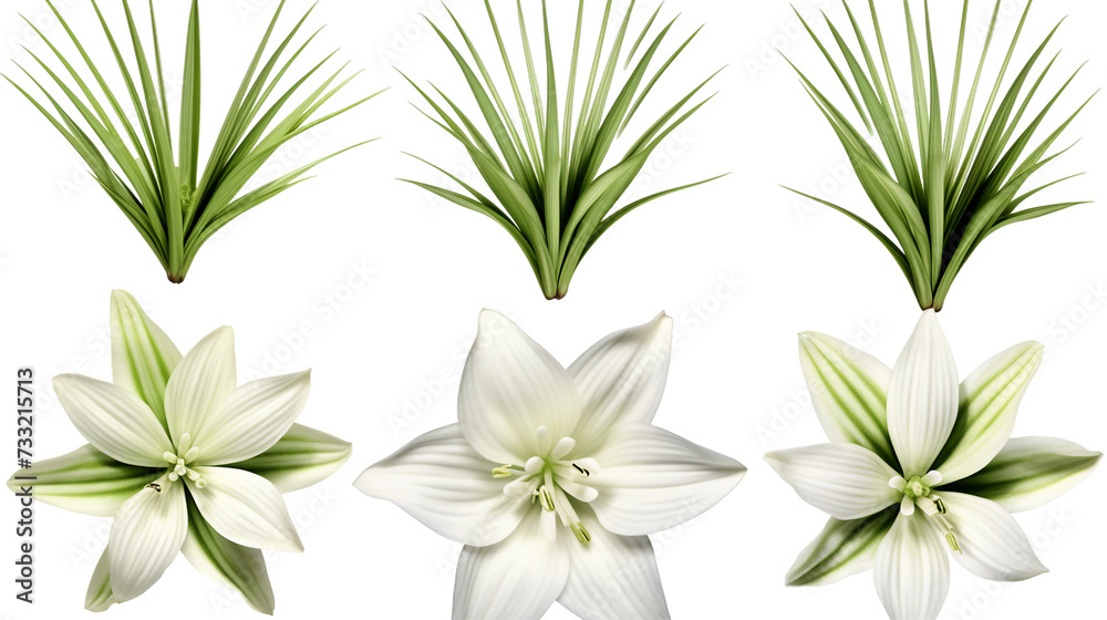Yucca Set: Transparent Background Isolated Plants for Modern Garden Design & Perfume Branding - Essential Oils Art Collection.