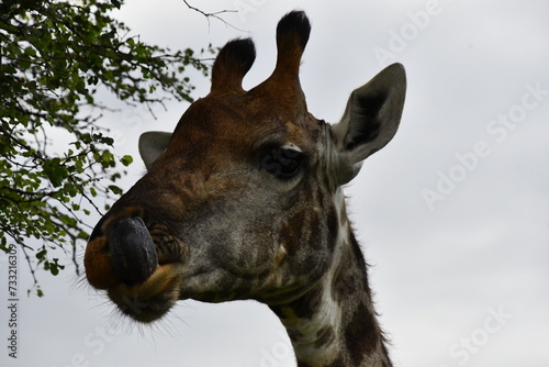 Photography Giraffe in Kruger National Park | Safari | South Africa