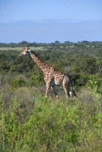 Canvas Print Giraffe in Kruger National Park | Safari | South Africa