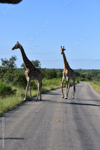 Photography Giraffe in Kruger National Park | Safari | South Africa
