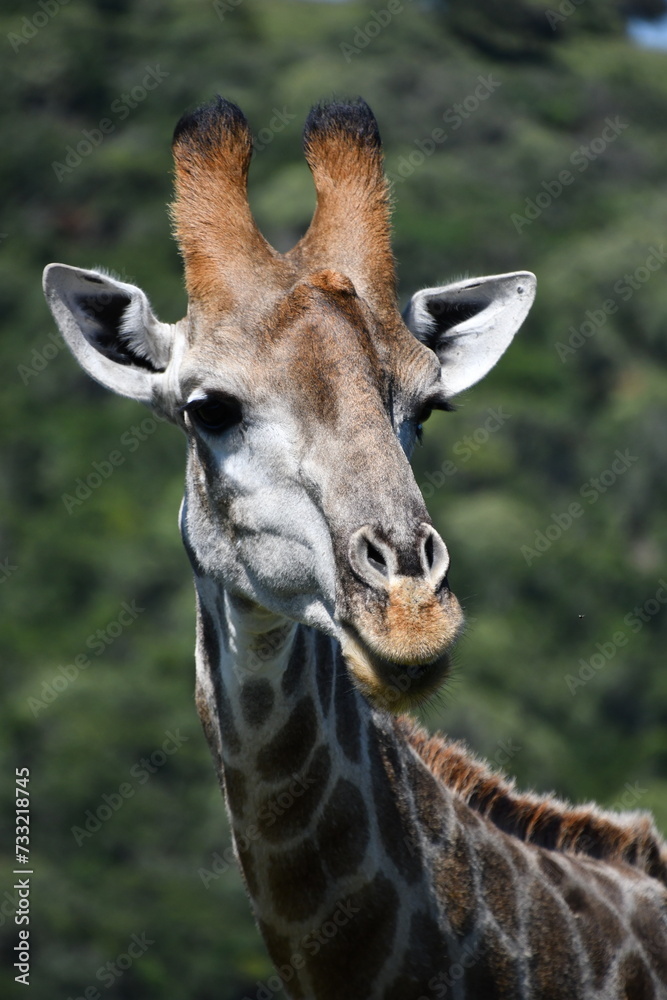 Naklejka premium Giraffe in Kruger National Park | Safari | South Africa