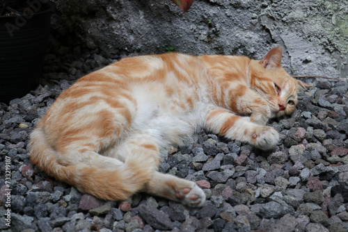 Sleeping ginger tomcat - perfect dream. Ginger cat sleeping on rocky surface in the garden.