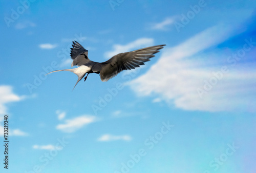 Tern bird hovers in the air in search of food and to guard the nest. © okyela