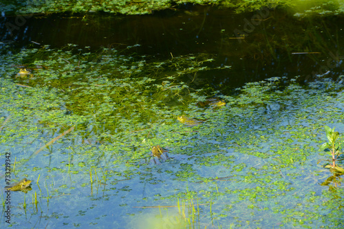 Wasserfrosch  Teichfrosch  Pelophylax kl. Esculentus