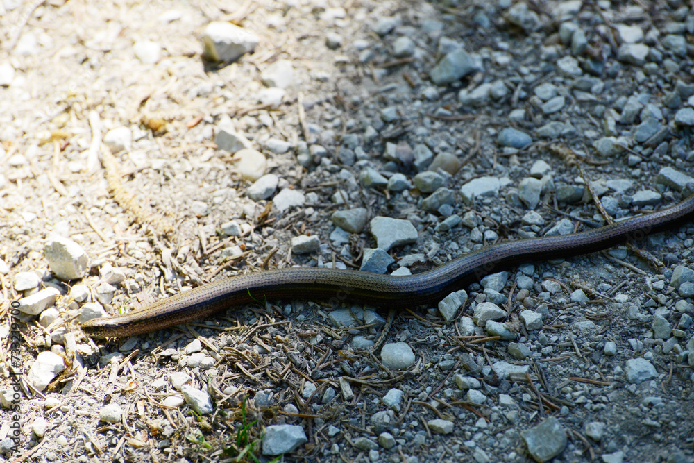 Blindschleiche, Westliche,  Anguis fragilis