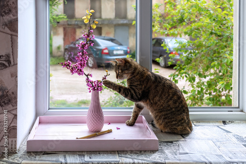 Cat plays with pink branch of Judas tree on windowsill in springtime. Western redbud (Cercis siliquastrum). Cat touches branch of tree with pink flowers in vase with its paw photo