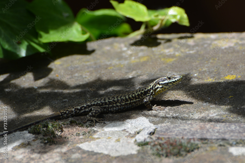 Mauereidechse, Podarcis muralis maculiventris Mauereidechse, Podarcis muralis maculiventris