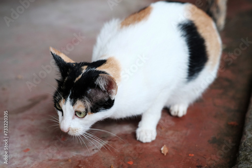 White and orange cat lay down on the floor