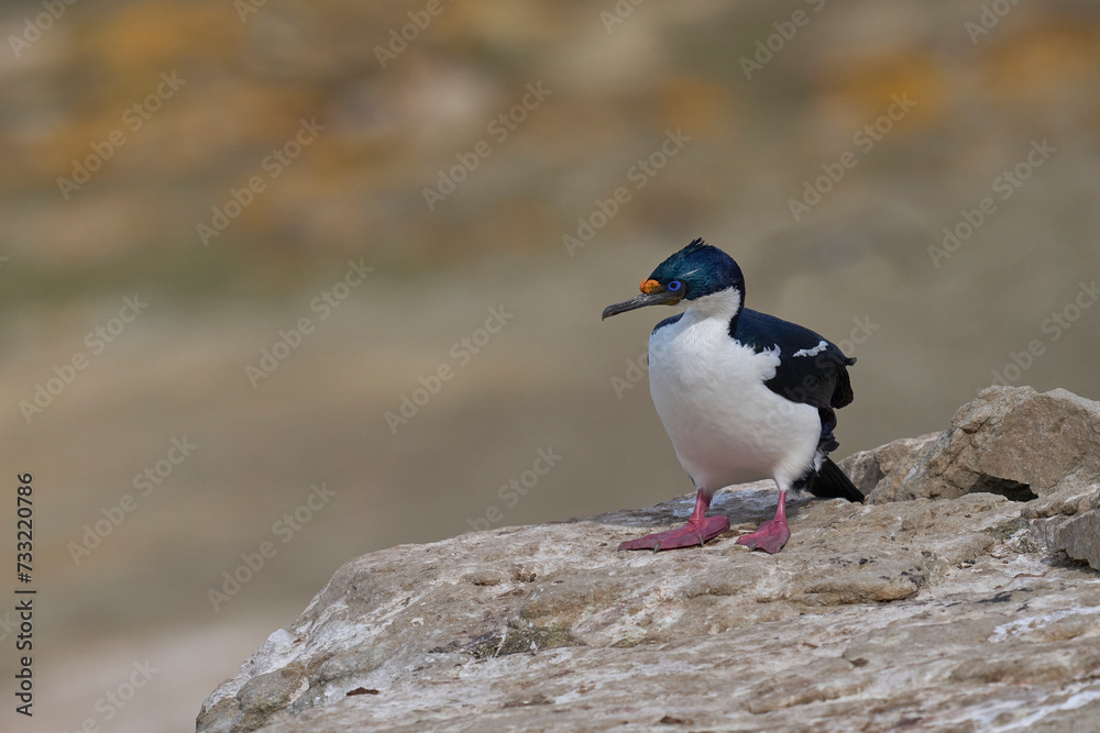 Imperial Shag (Phalacrocorax atriceps albiventer) on the coast of Carcass Island in the Falkland Islands Imperial Shag (Phalacrocorax atriceps albiventer) on the coast of Carcass Island in the Falkland Islands