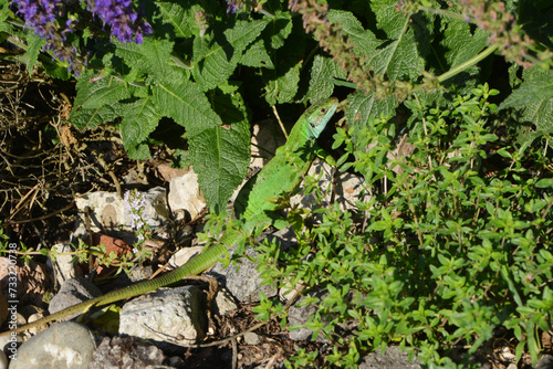 Westliche Smaragdeidechse, Lacerta bilineata photo