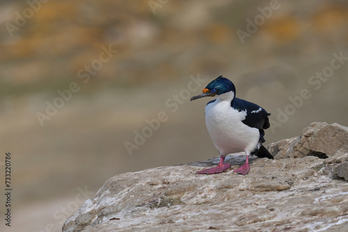 Imperial Shag  Phalacrocorax atriceps albiventer  on the coast of Carcass Island in the Falkland Islands