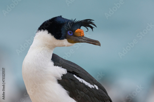 Imperial Shag (Phalacrocorax atriceps albiventer) on the coast of Carcass Island in the Falkland Islands