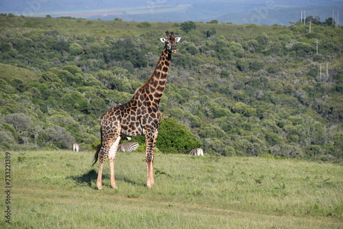 Photography Giraffe in Kruger National Park | Safari | South Africa