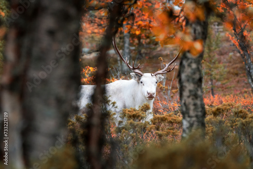 Weißer Renntierbulle im Schweden Fjell. photo