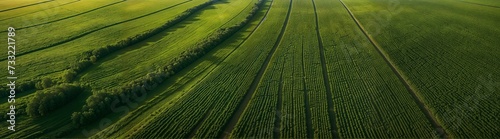 Countryside panorama: Aerial shot revealing the vast expanse of green fields in a rural environment, highlighting agricultural beauty, website header, copy space. Generative AI