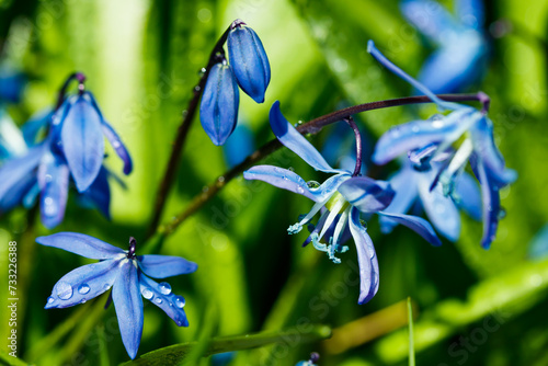 Closeup of blooming blue scilla luciliae flowers with raindrops in sunny day. First spring bulbous plants. Selective focus with bokeh effect.