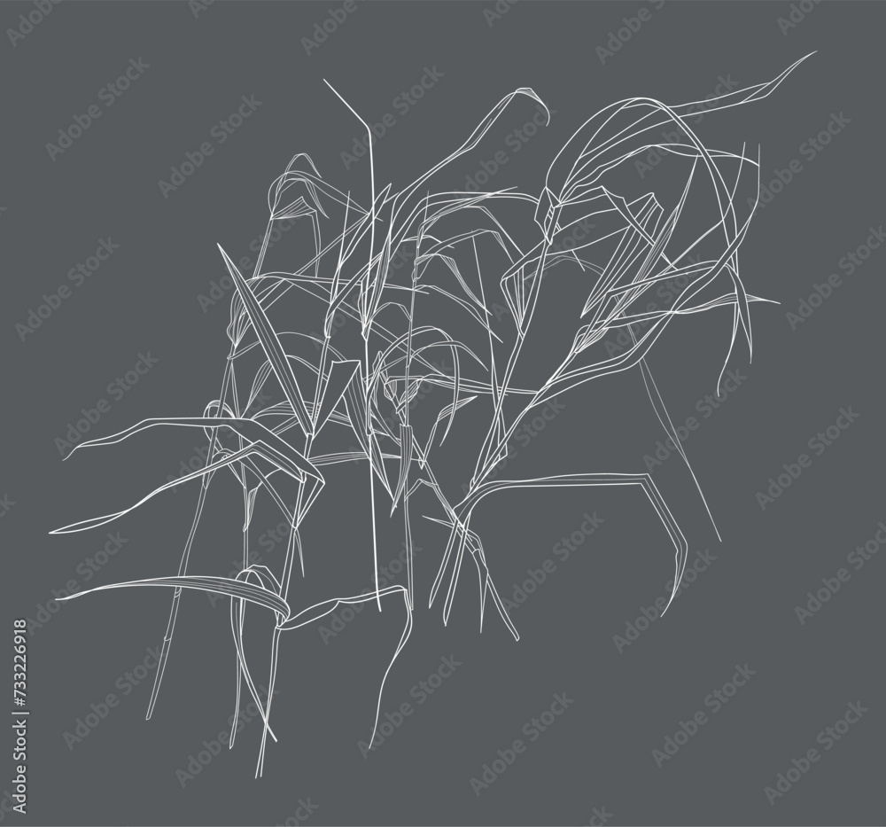 Field grasses, line drawing. Vector illustration	