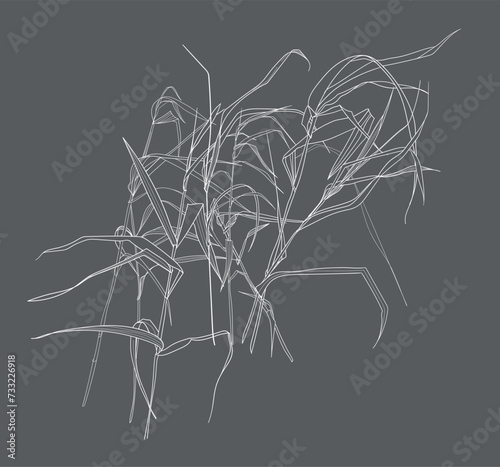 Field grasses, line drawing. Vector illustration	