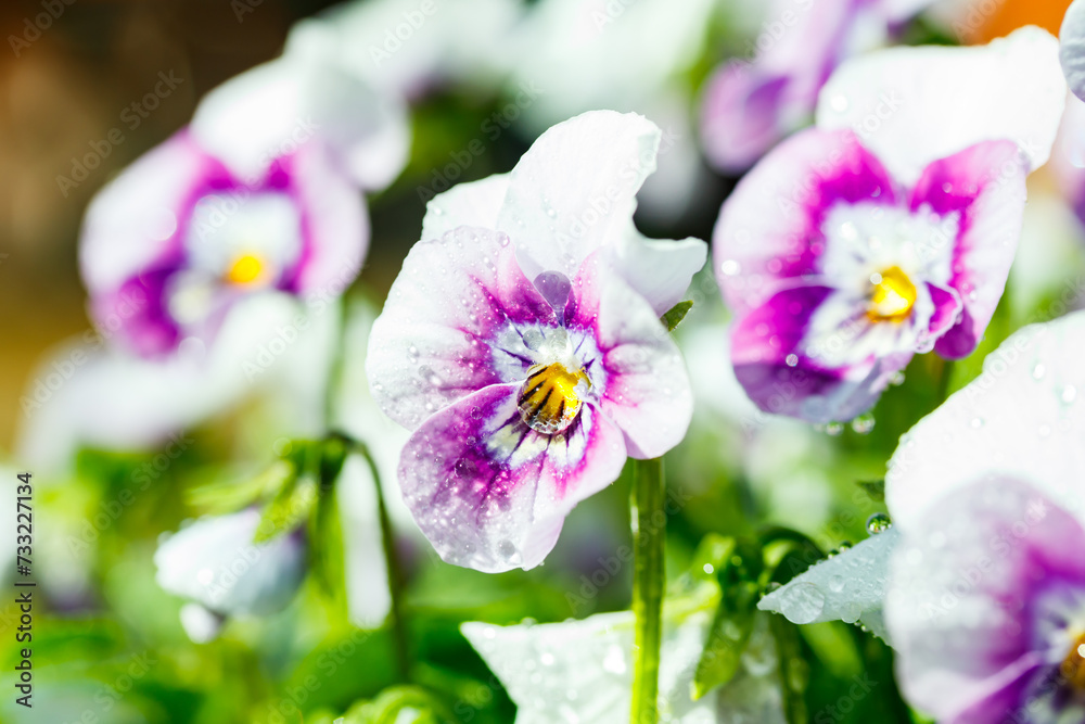 White with violet pansy flowers with raindrops in the garden, close up. White with violet pansy flowers with raindrops in the garden, close up.