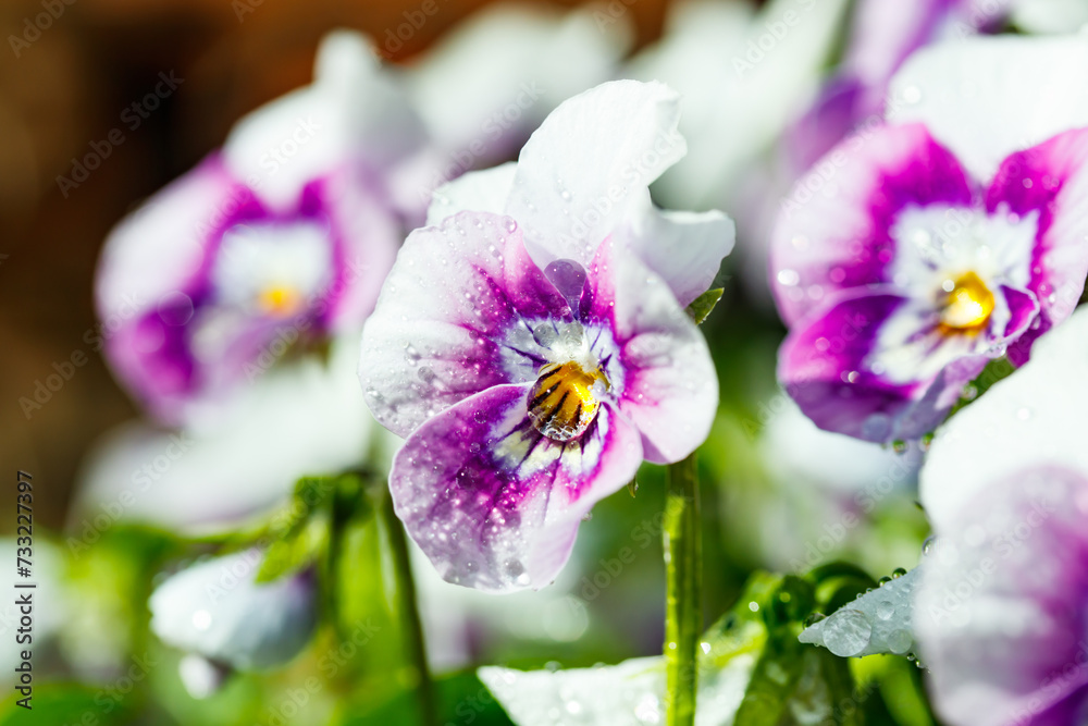 White with violet pansy flowers with raindrops in the garden, close up. White with violet pansy flowers with raindrops in the garden, close up.