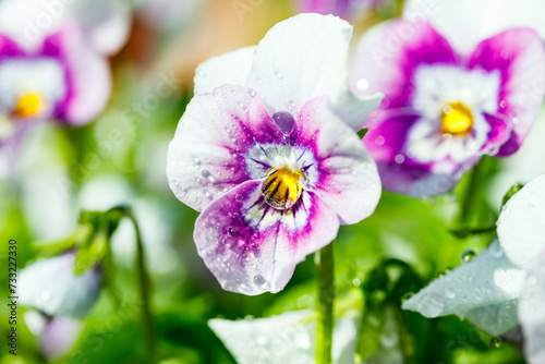 White with violet pansy flowers with raindrops in the garden, close up.