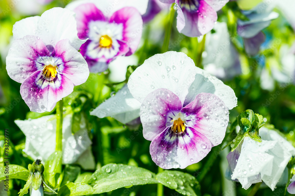 White with violet pansy flowers with raindrops in the garden, close up. White with violet pansy flowers with raindrops in the garden, close up.