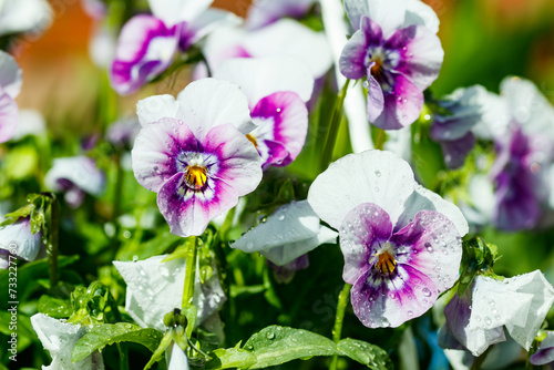 White with violet pansy flowers with raindrops in the garden, close up.