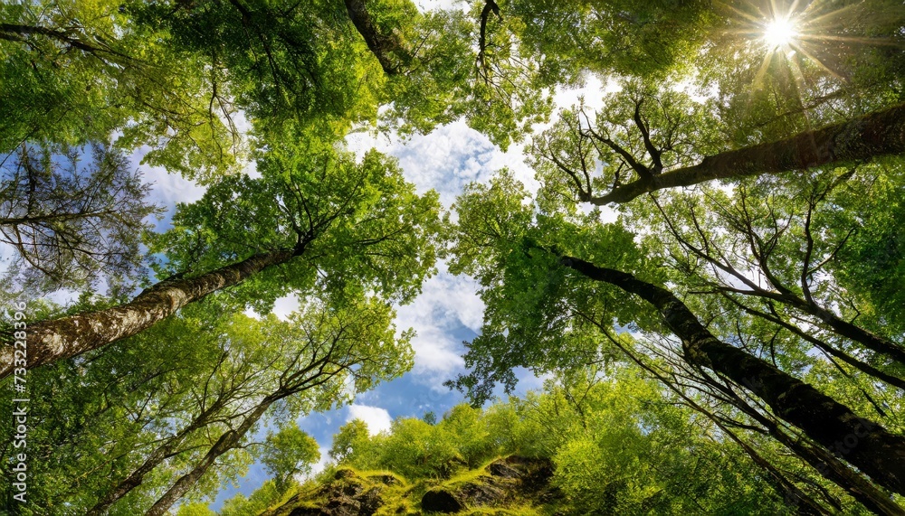 Obraz premium Generated image of trees from below
