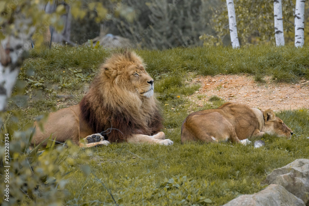 the lion tribe's siesta