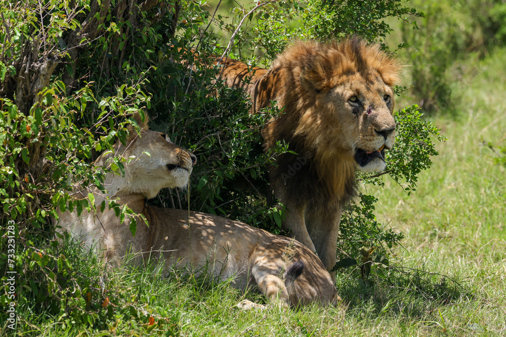 lioness and a big lion on honeymoon in Maasai Mara NP lioness and a big lion on honeymoon in Maasai Mara NP