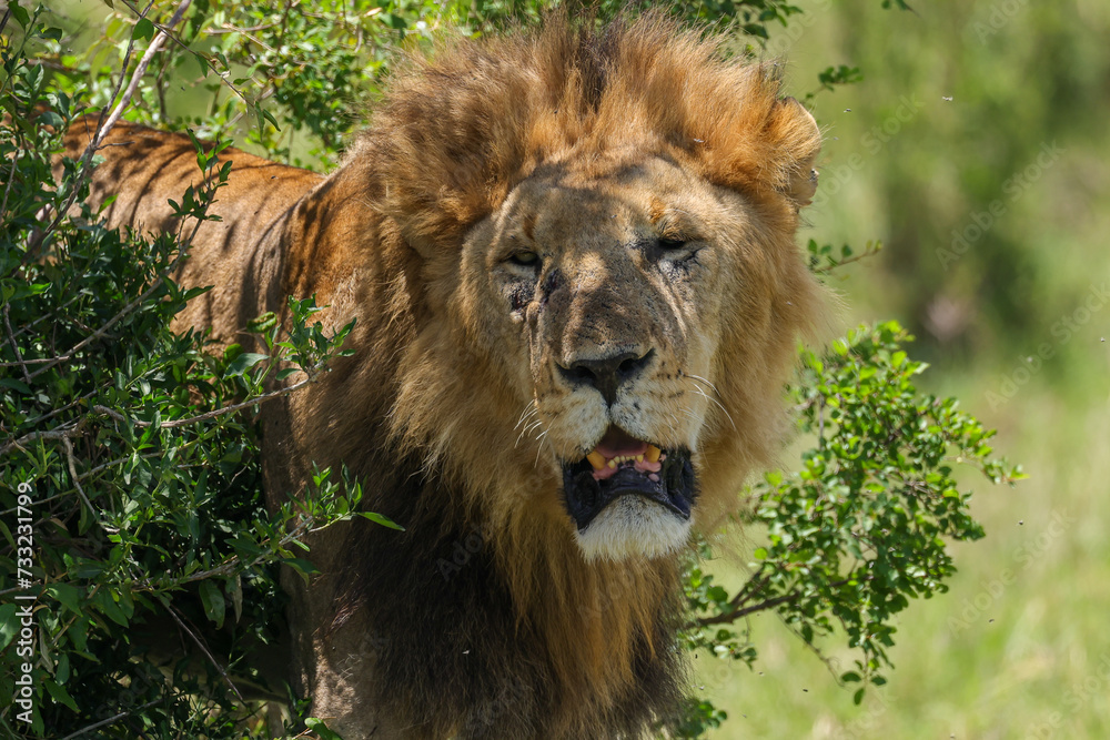 portrait picture of a big male lion in Maasai Mara NP portrait picture of a big male lion in Maasai Mara NP