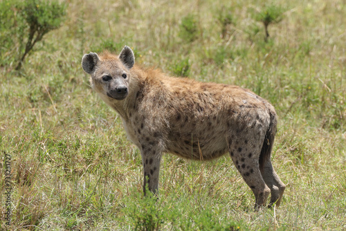a single hyena in the savannah of Maasai Mara NP