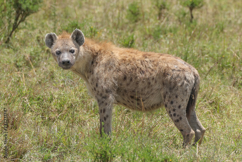 a single hyena in the savannah of Maasai Mara NP
