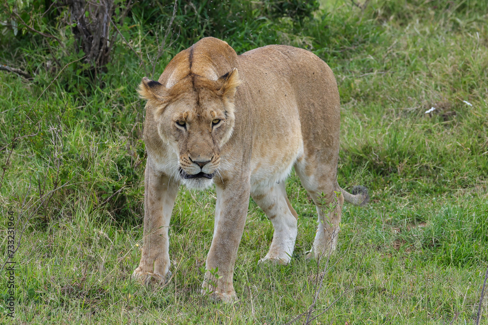 a lioness in the green grasslands of Maasai Mara NP a lioness in the green grasslands of Maasai Mara NP