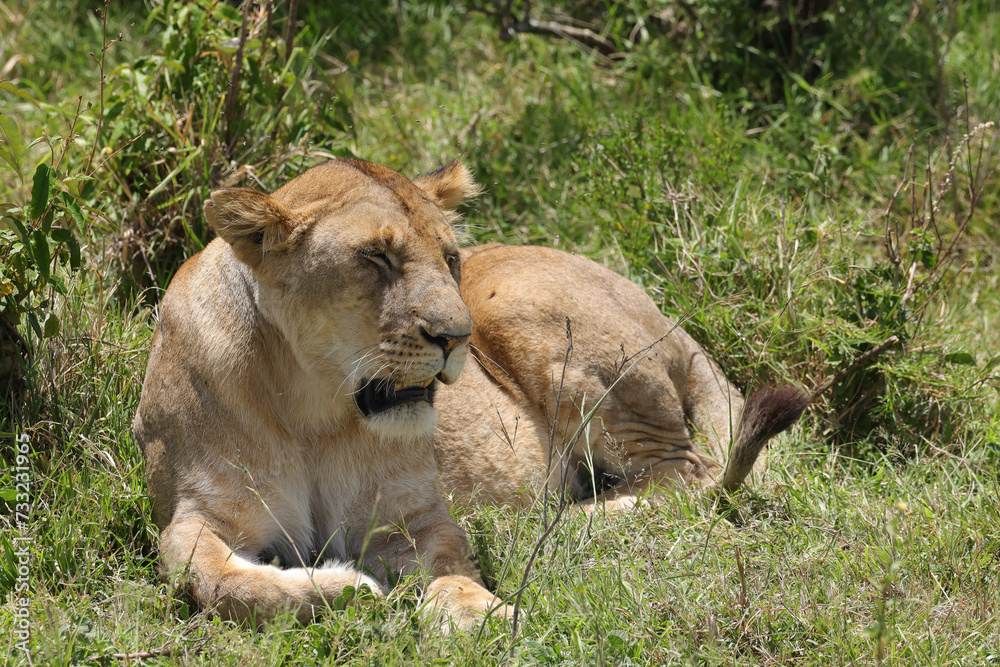 a lioness in the green grasslands of Maasai Mara NP a lioness in the green grasslands of Maasai Mara NP