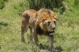 a big male lion in Maasai Mara NP