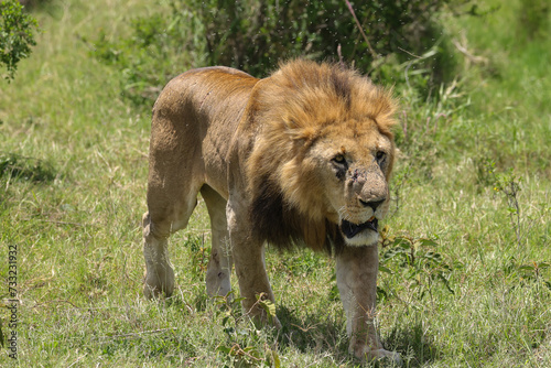a big male lion in Maasai Mara NP