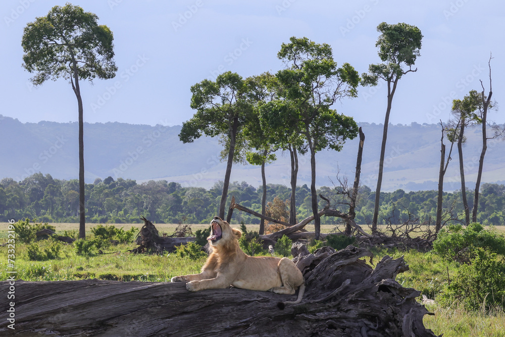Obraz premium roaring male lion on a dead tree trunk in Maasai Mara