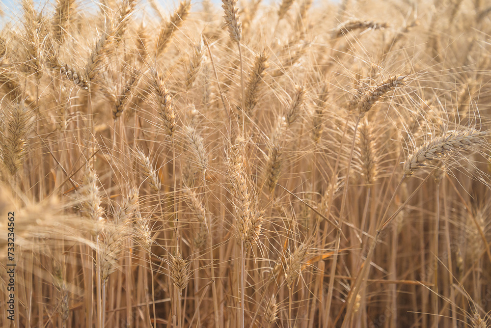 Fototapeta premium Close up for ripe wheat ears on sunny day