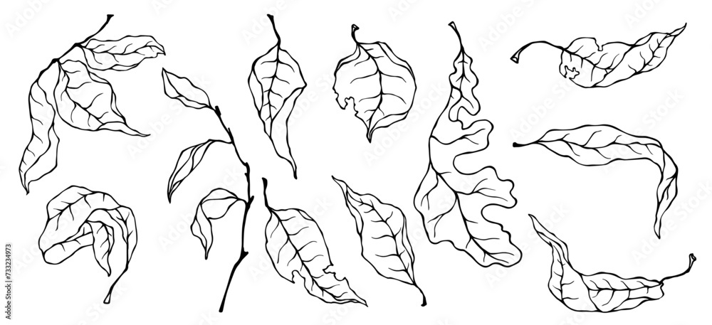 Set of linear sketches of dry, autumn leaves. Vector graphics. Set of linear sketches of dry, autumn leaves. Vector graphics.