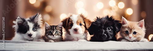 A cat and a dog peeking out from behind a white board. Cute puppy and kitten with a defocused background, cozy atmosphere. Promotional banner for animal shelter, pet shop or vet clinic.