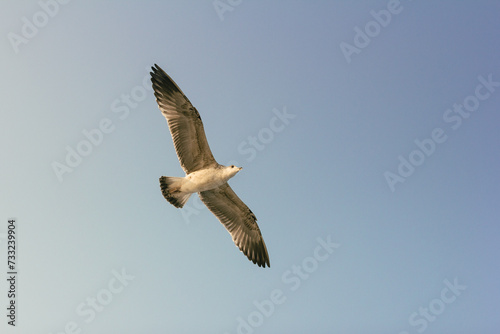 Seagull Soaring High in the Sky